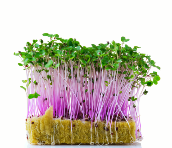 Микрозелень кольраби фиолетовой (пурпурной)